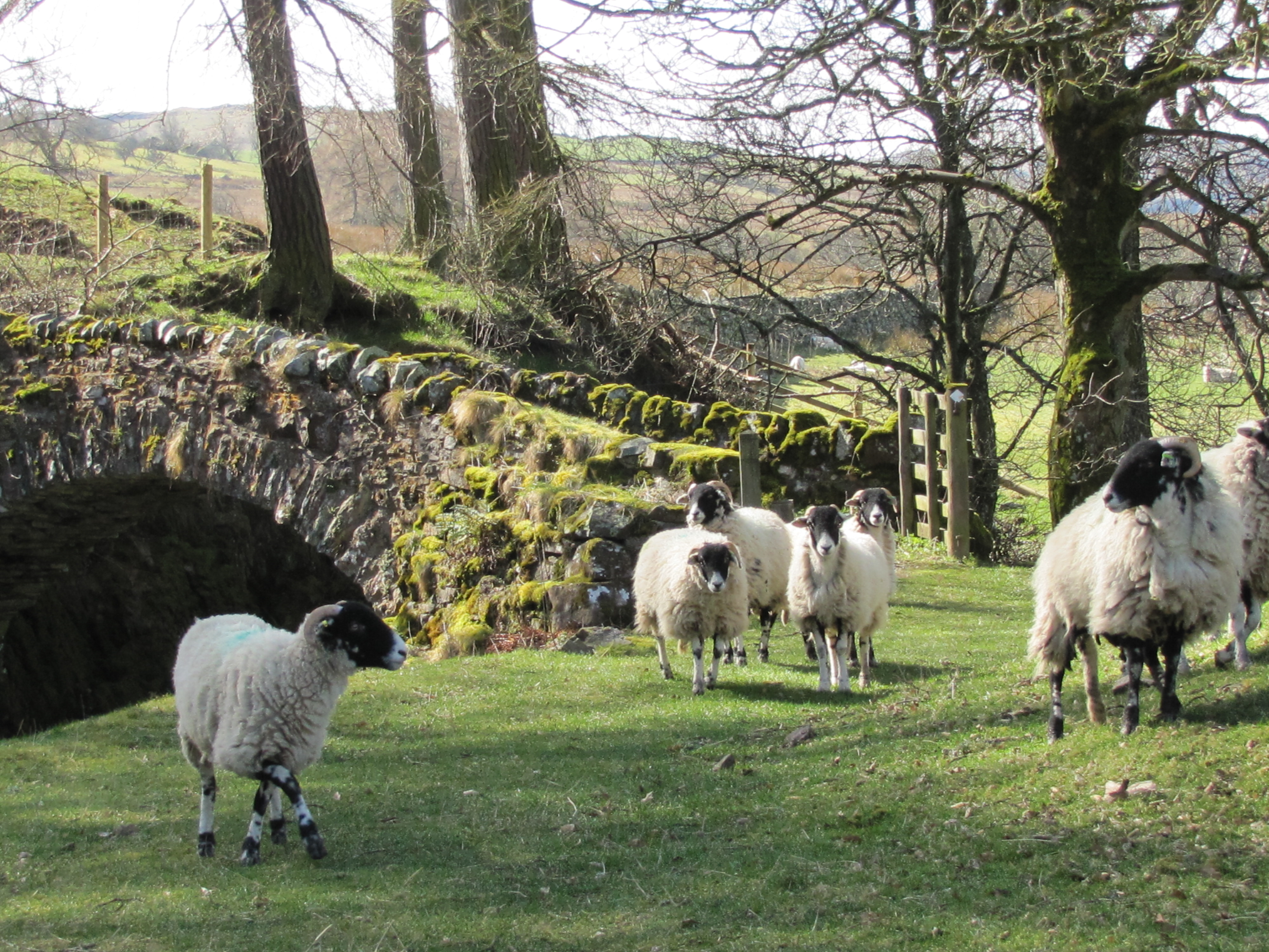 Photo of sheep near a stone wall bridge